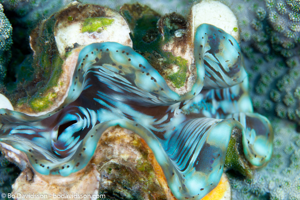 BD-130402-Tulamben-9217-Tridacna-squamosa.-Lamarck.-1819-[Fluted-giant-clam].jpg